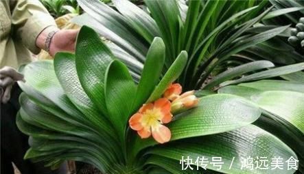 养君子兰知道几个养护小技巧,年年开花四季油绿!早看早知道