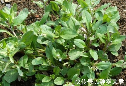 黄水疮|农村人最熟悉的野菜，能清热解毒，活血止痛，效果显著