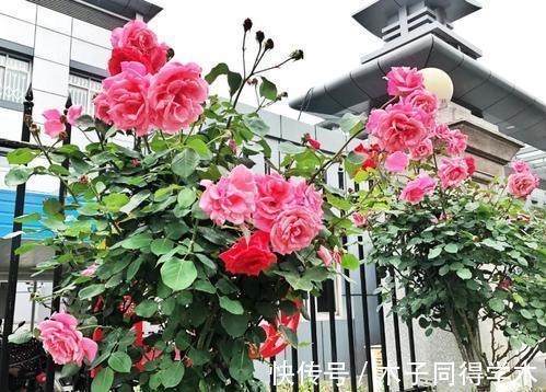 生根|立秋后,建议扦插6种花,温度适宜“利于”生根,成活率高