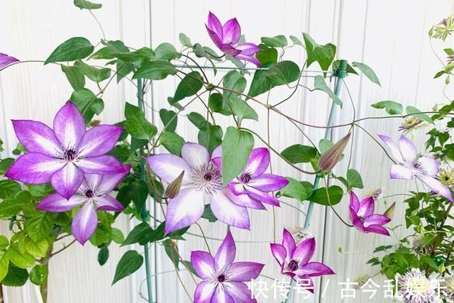 颜值|阳台还有位置，养棵“美好回忆”吧，颜值高，花期长，新手也能养