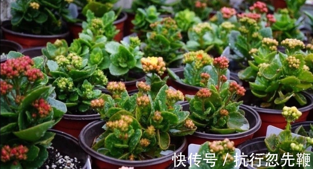 花友们都喜爱的“2种花”,开花漂亮又好养,还能大量繁殖