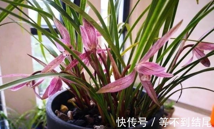 兰花根系“越狱”，全部长出盆表面，注意4个原因，土内全是白根