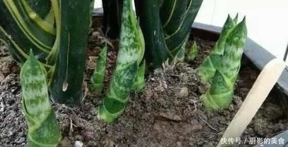 什么阿司匹林、维生素都不如“1块它”，掰碎扔盆里，壮根挤破盆