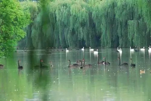 颍上“赏花地图”来了！一起去踏春、赏花吗？