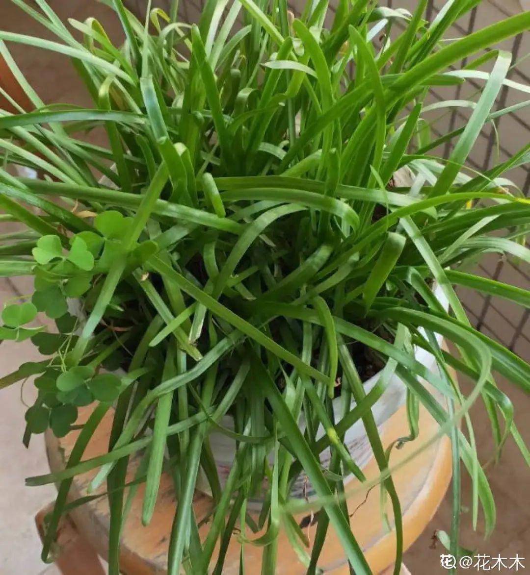 虐着养的花，剪成秃子，半月不浇水，呼呼开花