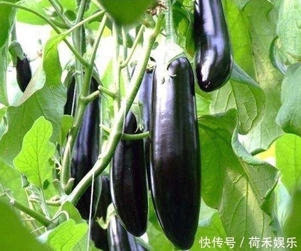 冷茄子|“吃对茄子是养生,吃错就是要命”!3种错误的吃法,早知早好