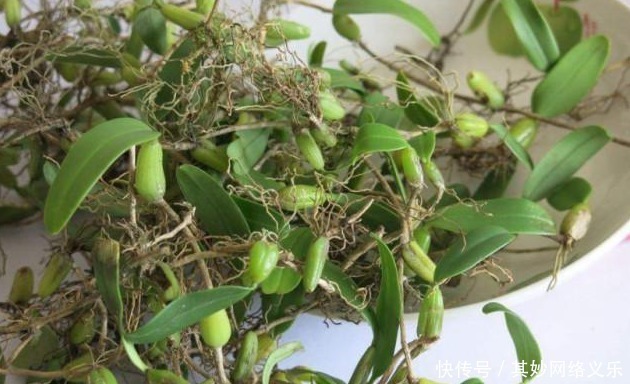 农村|农村山上一种植物,村民感冒就找它,还有多种药效,一斤卖35元