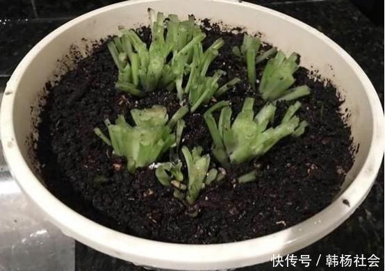 下面2种花枯死也别扔,把叶子全剪掉,它还能再“活”一次