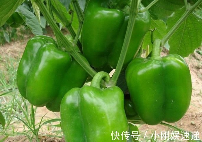 角膜软化症|常吃青椒的人，健康不会远离你，但切忌与一物同食，早知早受益！