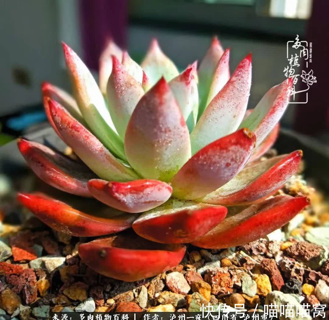 今日阳光正好怎能浪费?多肉美照拍拍拍!