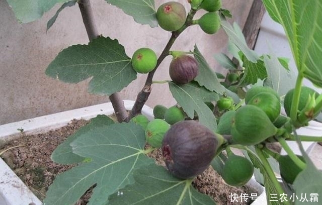 这种水果,一根枝条埋土里,秋天就挂果,来年果子“吃不完”