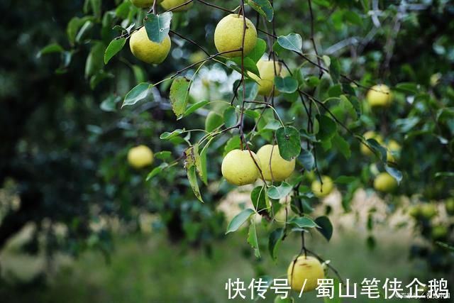 秋季|秋已至,谨记“润肺养胃”,喝二茶、吃三果、做四事,健康一整年