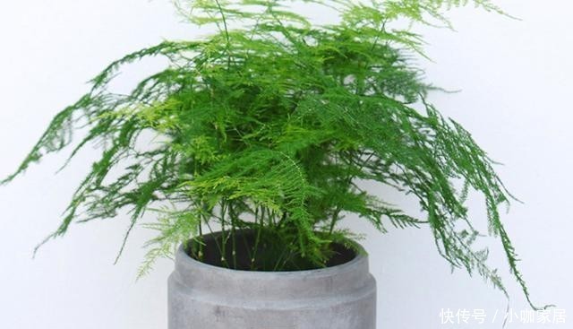 冬天养护文竹,避开这几个误区,叶片绿油油的越长越旺盛