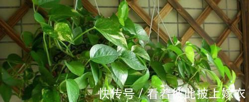 叶片|最厉害的养花营养液给绿萝喝一勺，四季不黄叶，一窜2米高