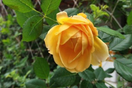 养花试试这几款,漂亮还好养,花开数量可以达到200多朵