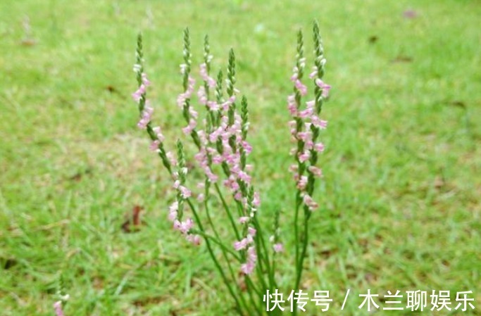 食用价值|此物植物叫“参”却不是人参,价值珍贵,遇见莫忽视