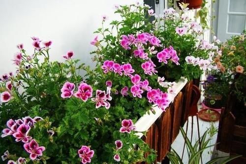 室内养花草总生虫怎么办?舍得做到“这点”,就不用搬出屋了