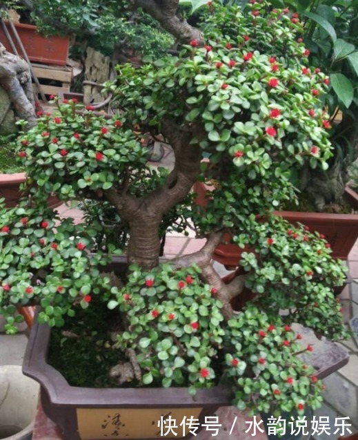 盆栽|金枝玉叶如何养平时给予3个条件,枝干变得木质化,3年成老桩