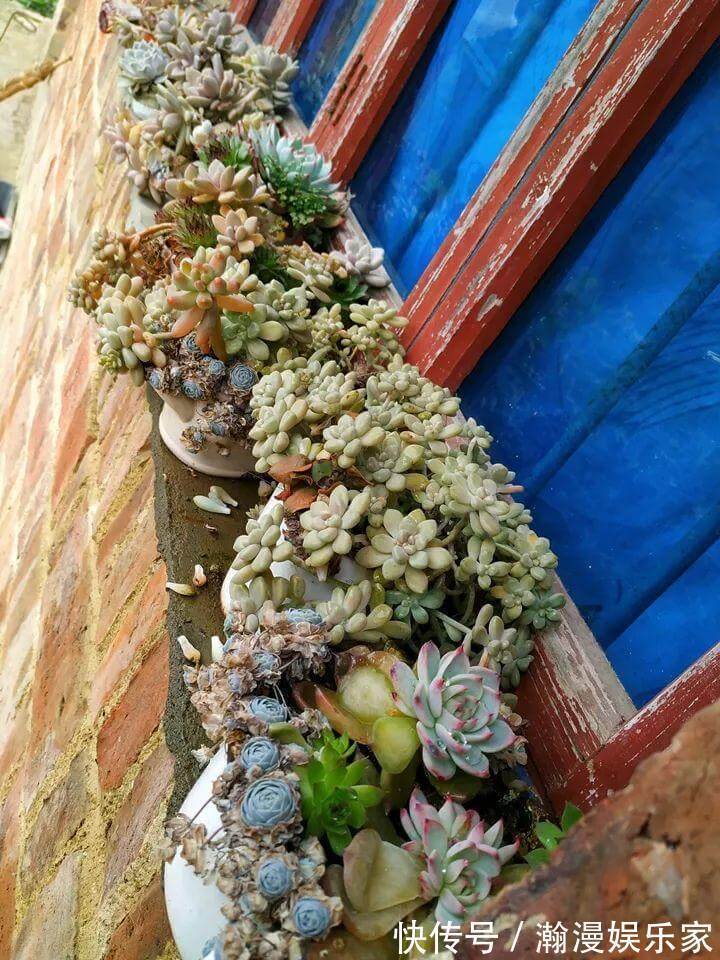老少皆宜|农村爷爷养多肉,破缸、破鞋里都塞满,照样养的肥嘟嘟!