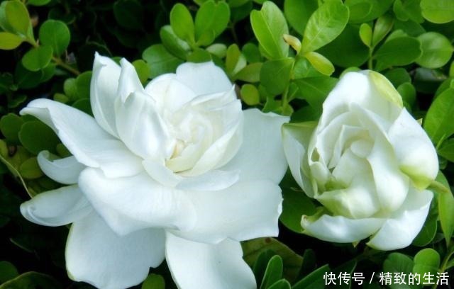 刚买的栀子花,黄叶掉花苞,啥原因咋办!