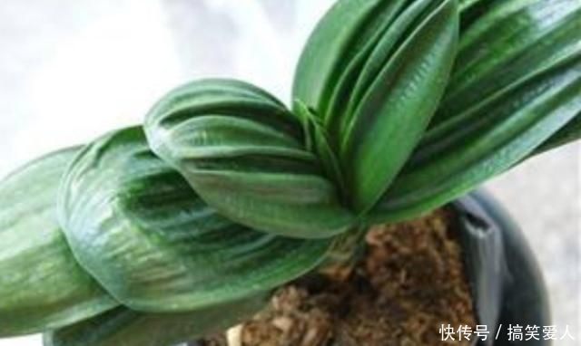 君子兰叶子出现褶皱,3个方面没有做好,应及时改正