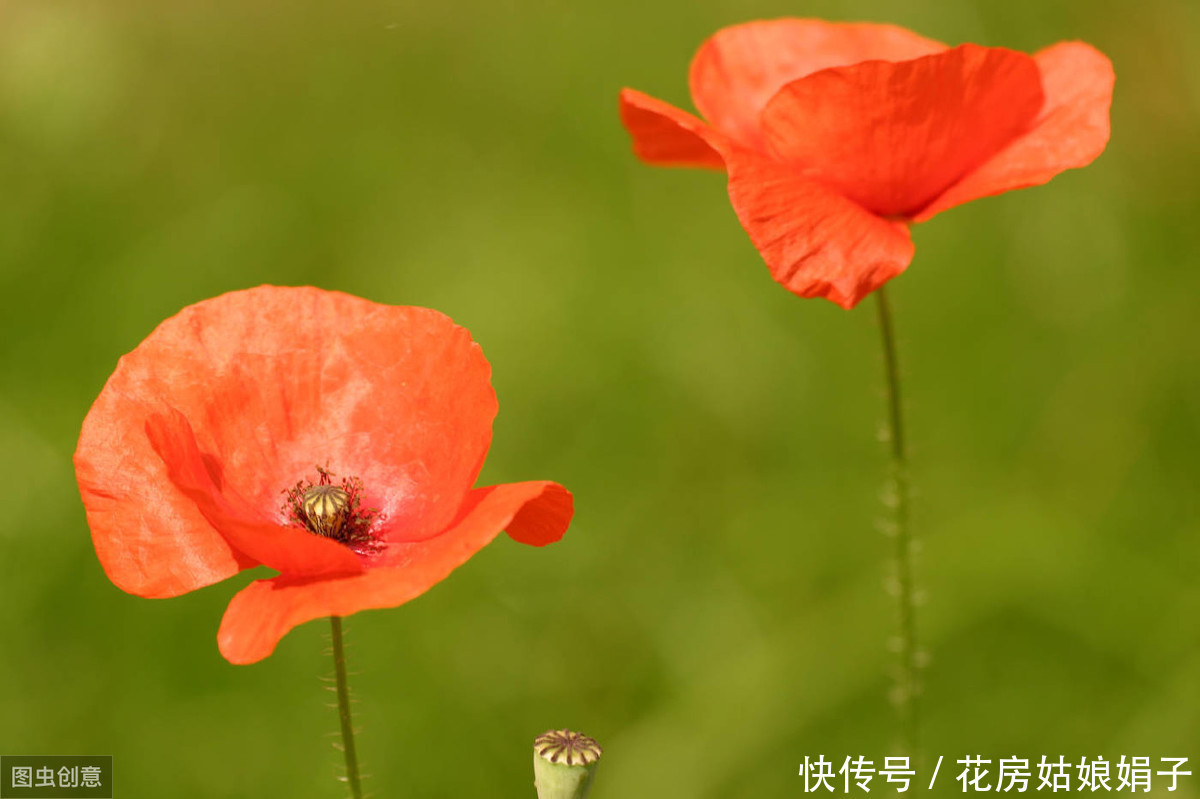 虞美人花开的季节，为霸王别姬返场打Call，从此爱上虞美人