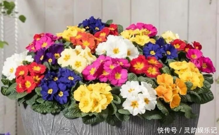 百花园|4种花是爆盆能手,好养易活,美不胜收,开花百花园