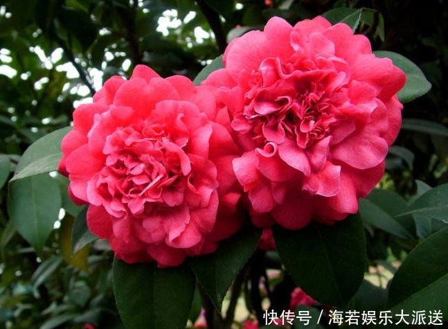 阿司匹林|“山茶花”爱掉叶,快换掉盆土,再撒点“这玩意”,不久就能恢复