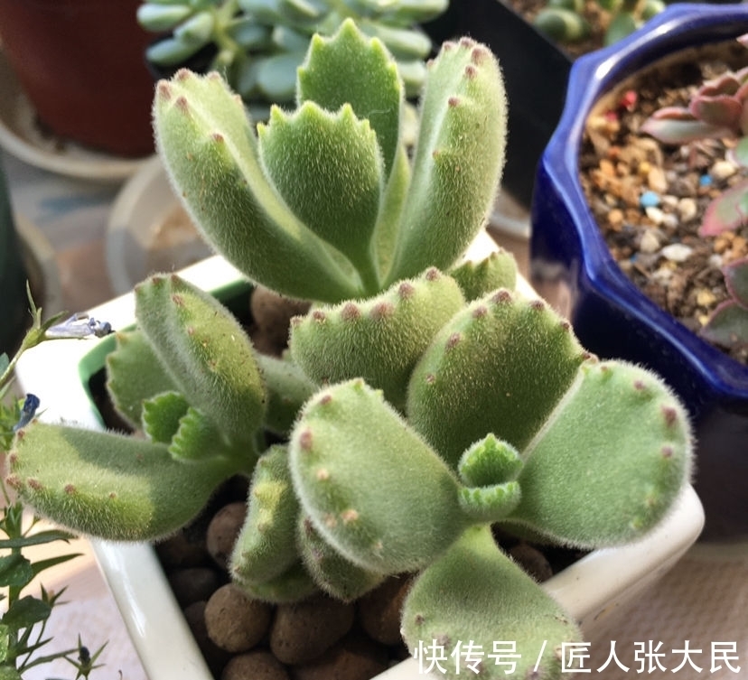钱串子|19种多肉,花市买来像白捡,离流行趋势更近了