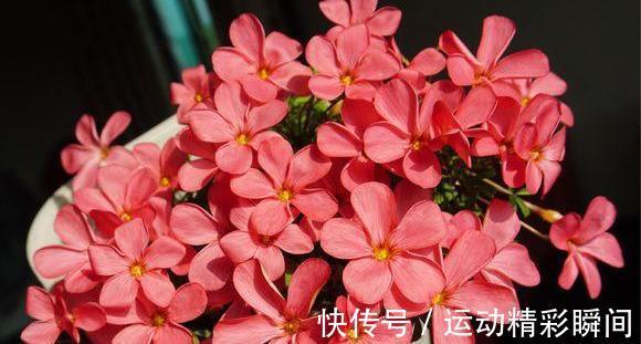 农历九月二十三霜降后，养什么花？以下3种花，前程似锦红红火火