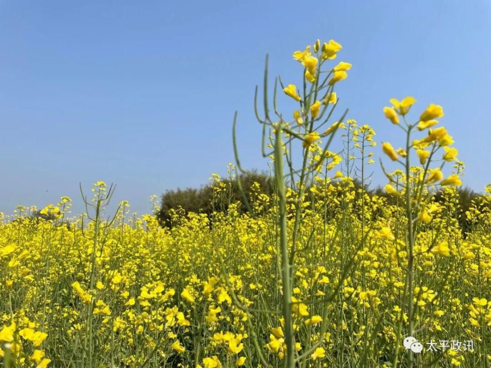老年|靓！太平镇下黎村近200亩油菜花盛开，刷爆了朋友圈！