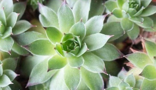 家里养上如下多肉植物准没错!既好看又好养,“养花杀手”的福音