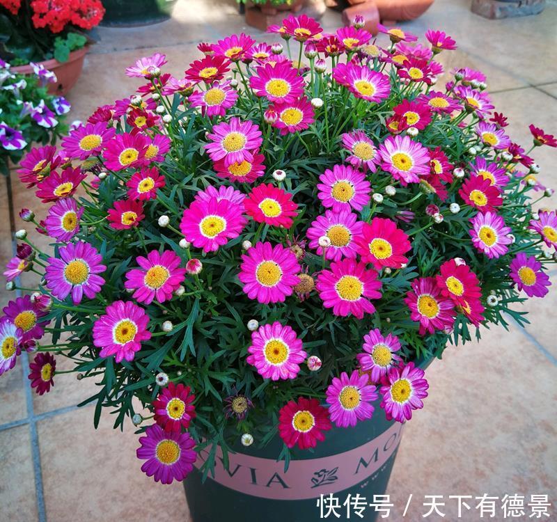 漂亮|高温30度下,5种漂亮花,不能“正常养”,黄叶烂根,容易死翘翘