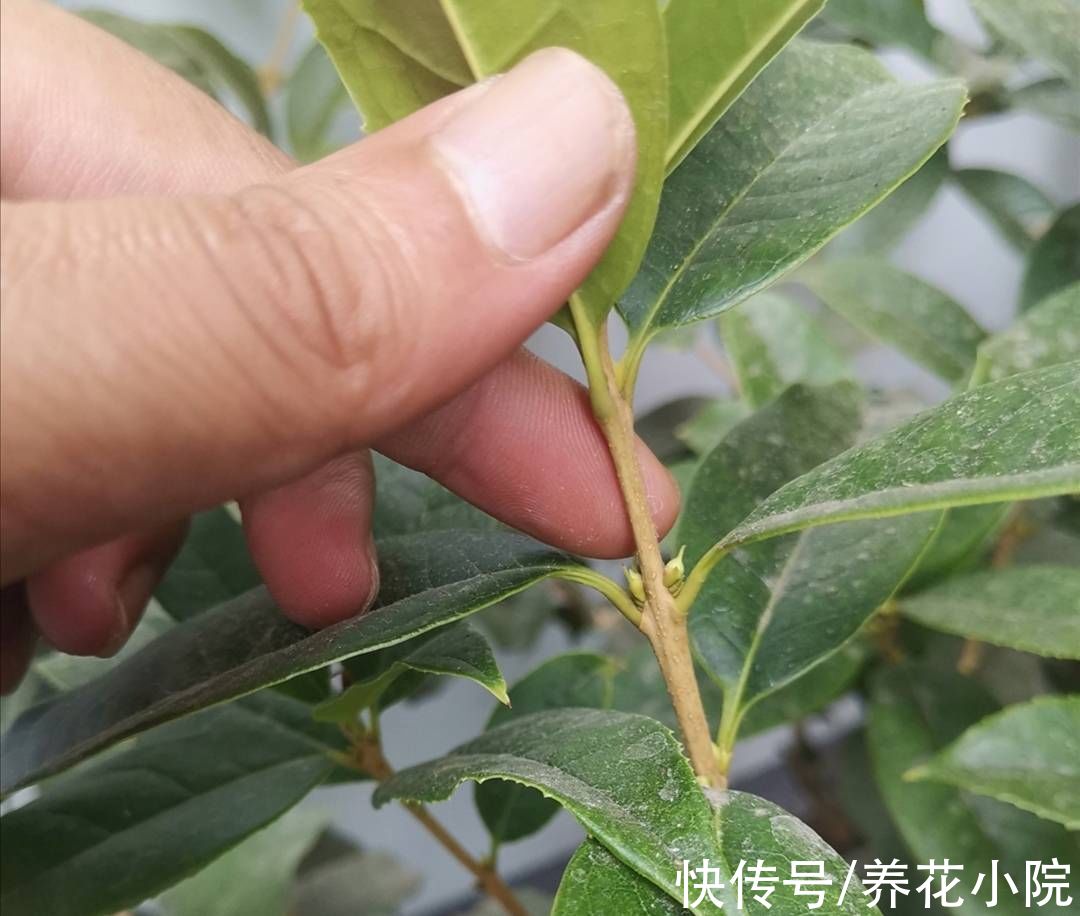 桂花|9月养2种花，多补磷钾肥，花苞长得又多又大