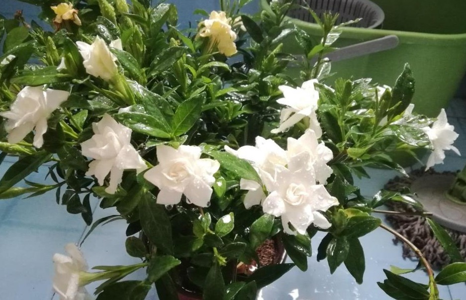 果皮|这种土是万能肥，养啥花都用得上，还不用操心烧根