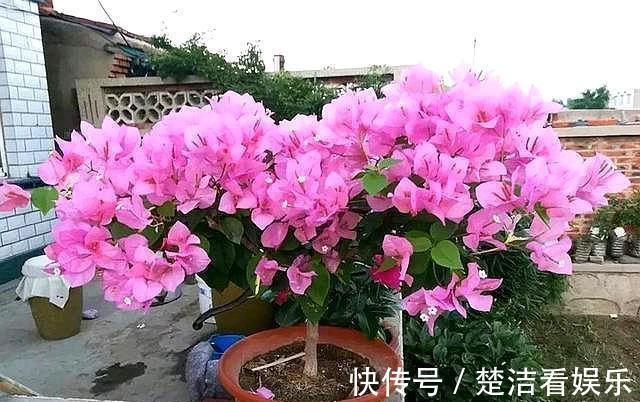 光照|秋季三角梅不开花太不正常！3个“逆袭”技巧，30天开花一大片