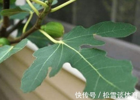 脚气|无花果的叶子为中药至臻，功效价值受中医欢喜！一定要收藏好