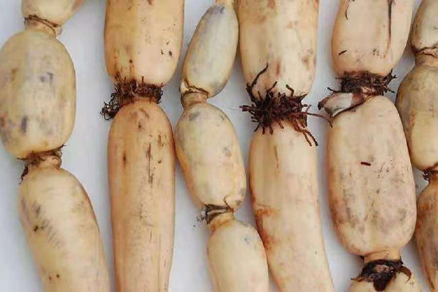 孝宗|【每周一药】济南市民族医院带您了解“藕节”