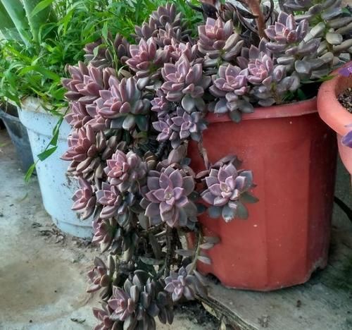 这5种多肉很难养死，适合新手养