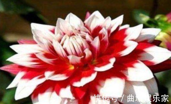 喜欢养菊就选“凤羽明霞”，造化神秀，芳姿耀眼，观赏性价值极高