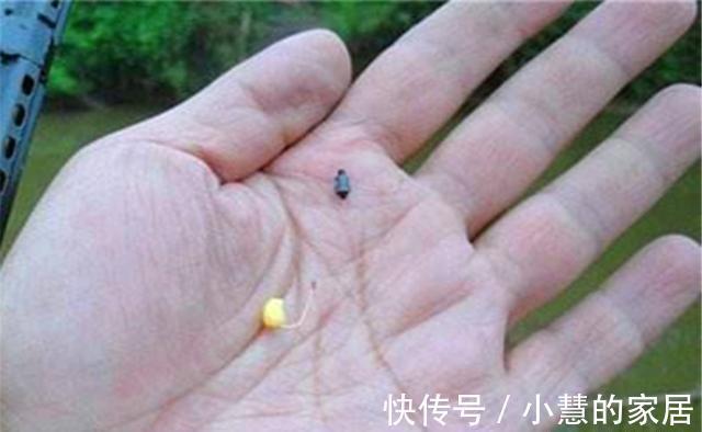 秋分|秋天钓鲫鱼，以秋分为分界线，难度越来越小，要点就是“灵活”
