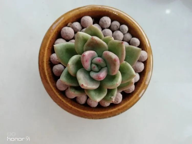 迷上多肉后,有一种喜欢叫一日看三回!