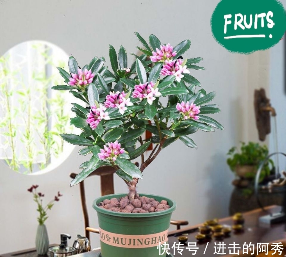 花卉|20种“坑人花”,真的很难养,没有三五年的养花经验,别入坑