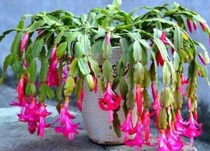 养蟹爪兰，盆里扔点“它”，根壮、叶绿，40天不管开爆盆，简单！