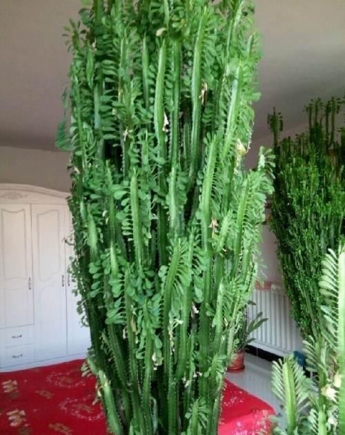 “招财”的2种花,客厅养1盆,养的越久越值钱,当传家宝都行