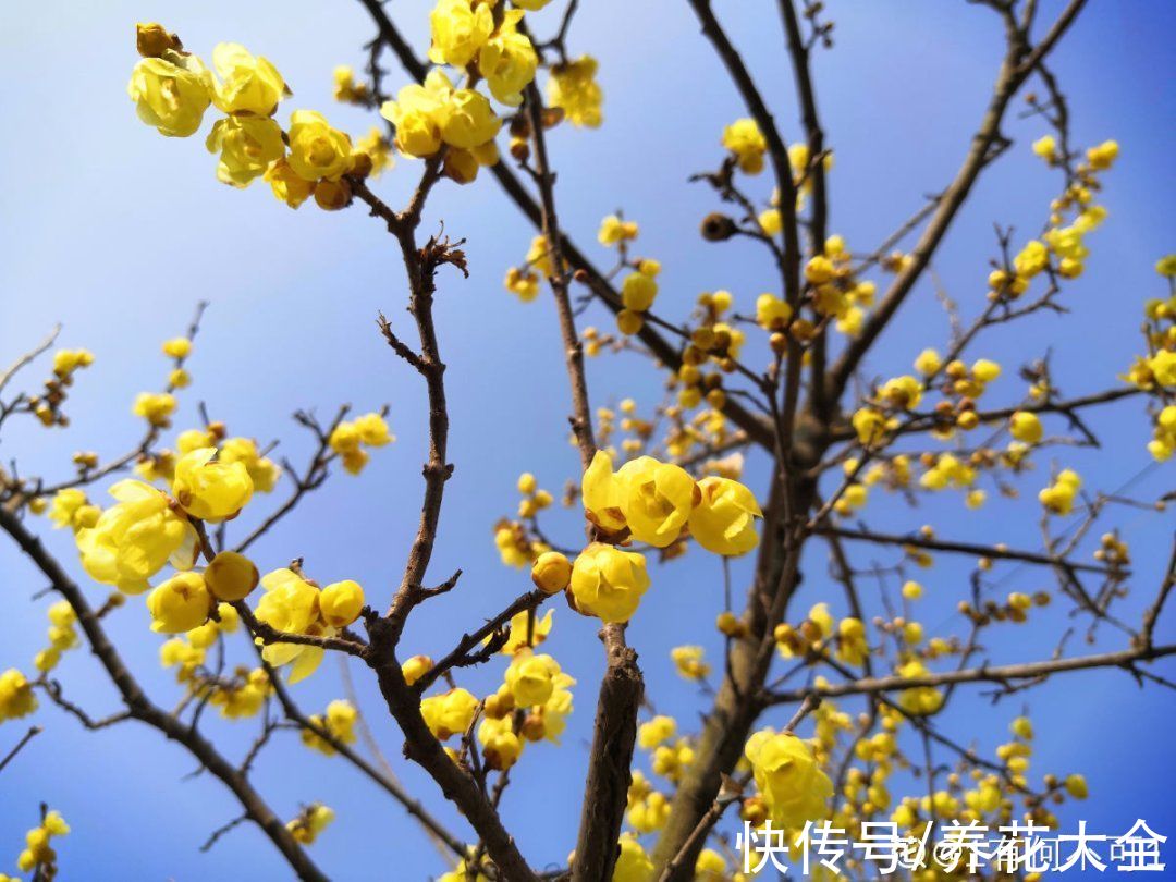 花多多|不怕冷的喜庆花，-15度依然开，满树繁花