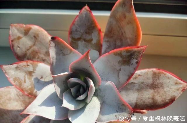 事实证明,隔着玻璃窗也可以养好多肉,但摆放位置要特别注意!