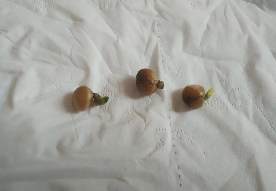 花盆|君子兰种子催芽很容易,只需简单操作几步,很快收获一盆苗儿