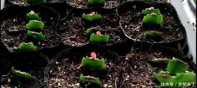 方法|一把梳子,扦插蟹爪兰,齐刷刷一排“白胡须”,插活几十棵