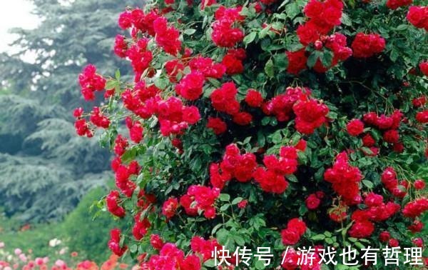 花朵|30个浓香月季品种,你喜欢哪一种养一棵满院飘香!